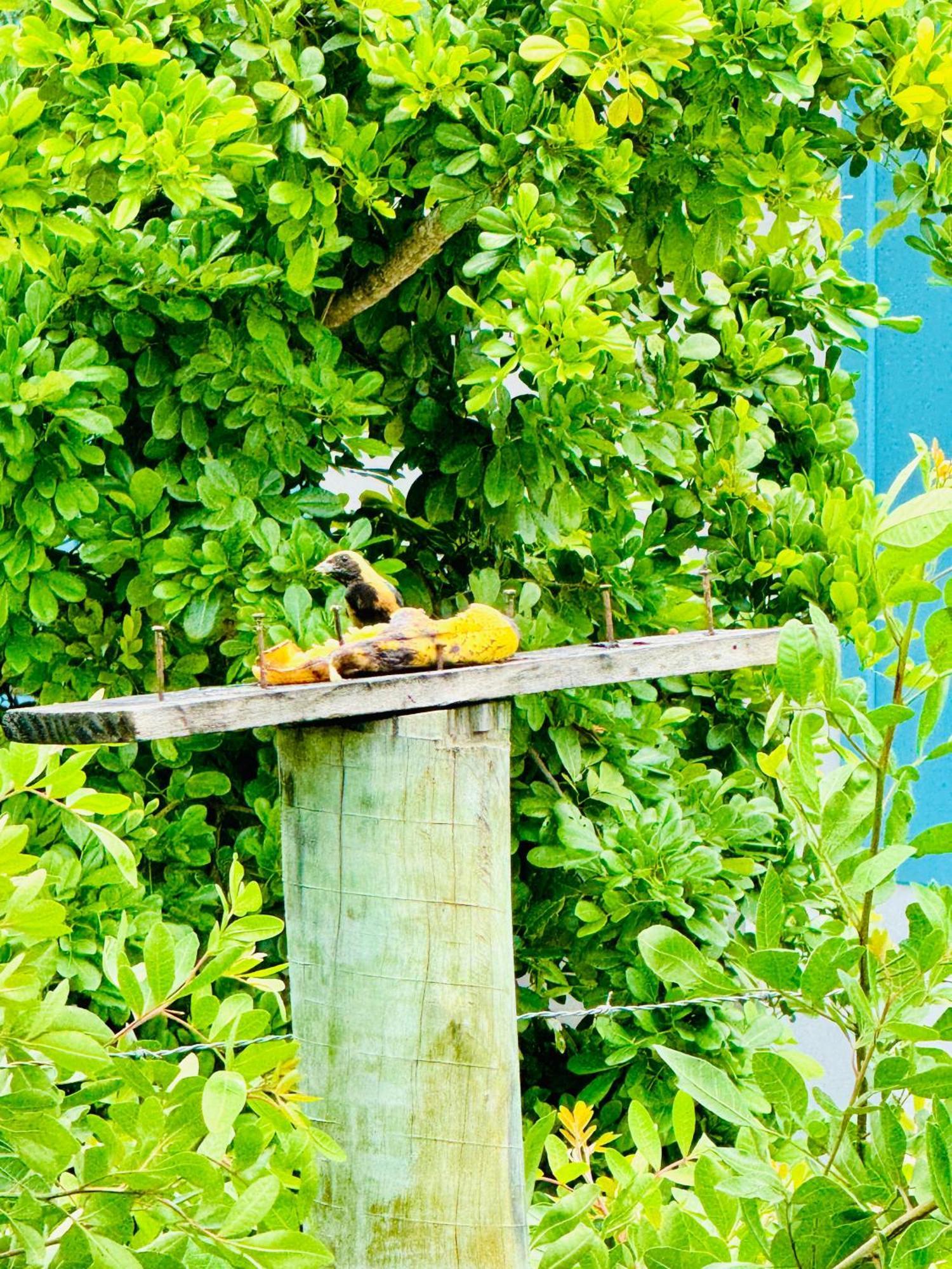 Hospedaria Hibisco Xando - Caraiva Exterior photo